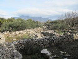 Sucuraj - "gomile" and "lazi" (singular: "laz") in olive groves