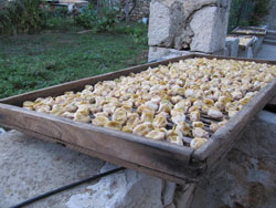 Drying figs