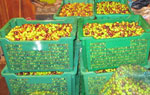Olives ready for processing