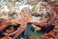 Hobotnica (Octopus)