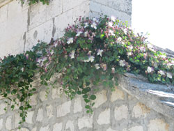 Caper bush (Capparis spinosa) on the church of St. Anthony