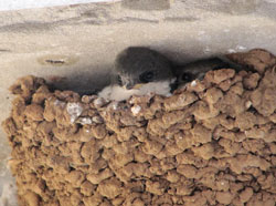 Young swallows (Hirundo rustica) in a nest on the facade of the house