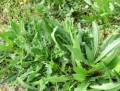 Wild endive (Cichorium pumilum)