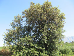 Holly oak (Quercus ilex)