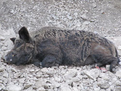 Wild boar (Sus scrofa) from the Zoo in Split, Croatia