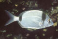 Common two-banded seabream (Diplodus vulgaris)