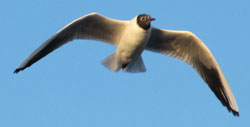 The Mediterranean gull (Larus melanocephalus) flying near the lighthouse