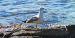 Larus argentatus cachinnans is the most common species of gull in Sucuraj