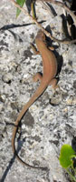 Dalmatian wall lizard (Podarcis melisellensis)