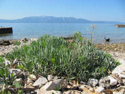 Rock samphire (Crithmum maritimum) in Valica bay