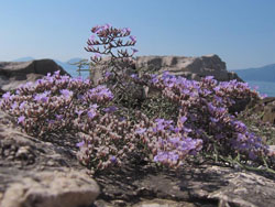 Limonium cancellatum, a highly endangered and protected endemic species