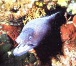 Mediterranean moray (Muraena helena)