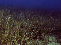Mediterranean tapeweed (Posidonia oceanica)