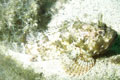 Black scorpionfish (Scorpaena porcus)