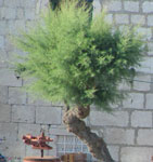 Salt cedar tree (Tamarix)